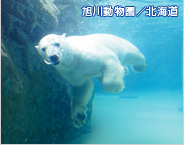 旭川動物園／北海道