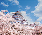 鶴ヶ城 桜
