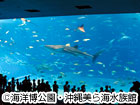 沖縄美ら海水族館