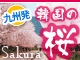 韓国の桜特集