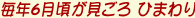 毎年6月頃が見ごろ ひまわり