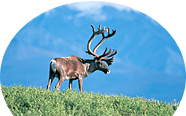 アラスカの野生動物