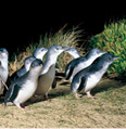 ペンギン