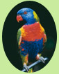 インコ