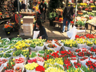 シンゲルの花市