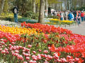キューケンホフ公園