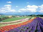 美瑛 花畑と十勝岳連峰|北海道観光ガイド