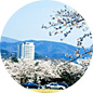 慶州｜桜
