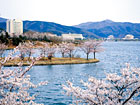 慶州｜慶州の桜