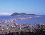 韓国南部　釜山・済州島など｜珍島