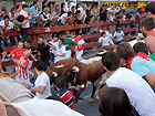 パンプローナの牛追い祭り
