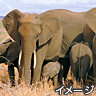 アフリカゾウ
