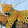 ヒョウ