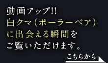 動画アップ!! 白クマ（ポーラーベア）に出会える瞬間をご覧いただけます。