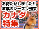 秋の紅葉【カナダ】発表！