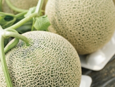 マスクメロン