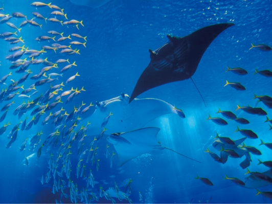 沖縄美ら海水族館
