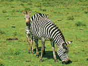 ンゴロンゴロ自然保護区 シマウマ親子