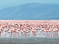 ケニア・タンザニア・ウガンダ｜ナクル湖国立公園