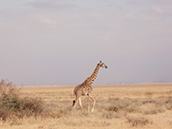 ケニア・タンザニア・ウガンダ｜アンボセリ国立公園