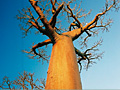 マダガスカル｜上下さかさまの木！？ バオバブ
