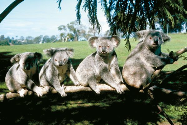 動物 オーストラリア