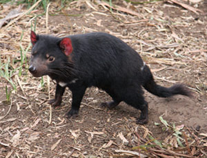 オーストラリアの動物 オーストラリア観光ガイド 阪急交通社 オーストラリアの動物 オーストラリア観光ガイド 阪急交通社