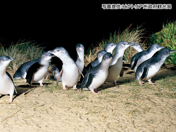 オーストラリアの動物 オーストラリア観光ガイド 阪急交通社