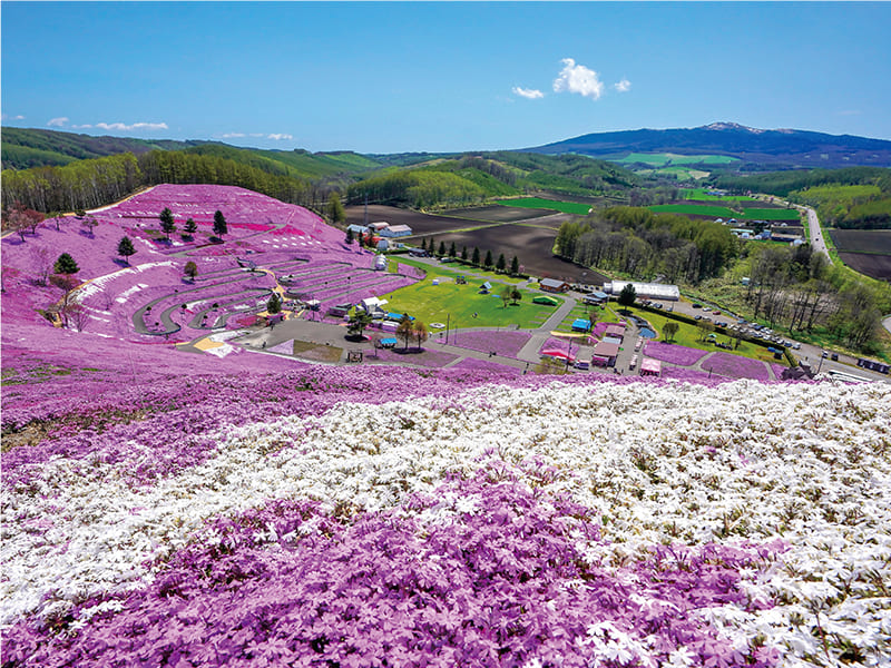 ひがしもこと芝桜公園　芝桜まつり