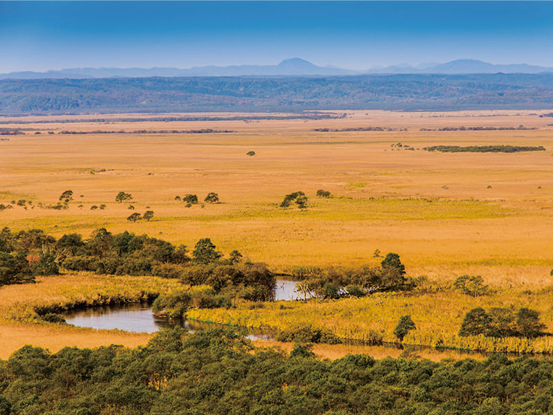 釧路湿原
