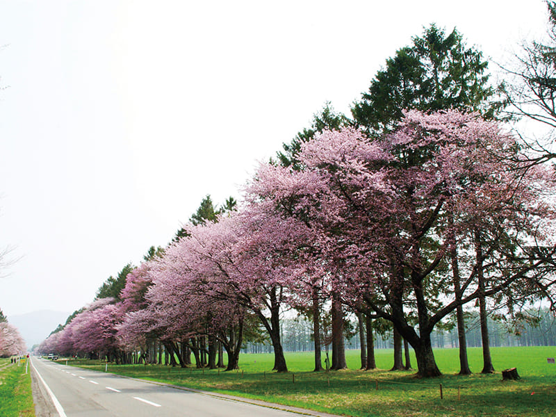 二十間道路桜並木