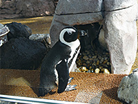 京都水族館内のケープペンギン