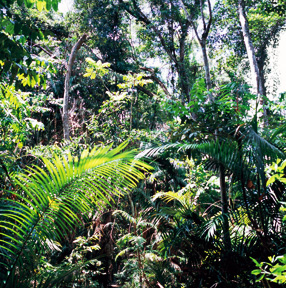 世界遺産｜クイーンズランドの湿潤熱帯地域　森