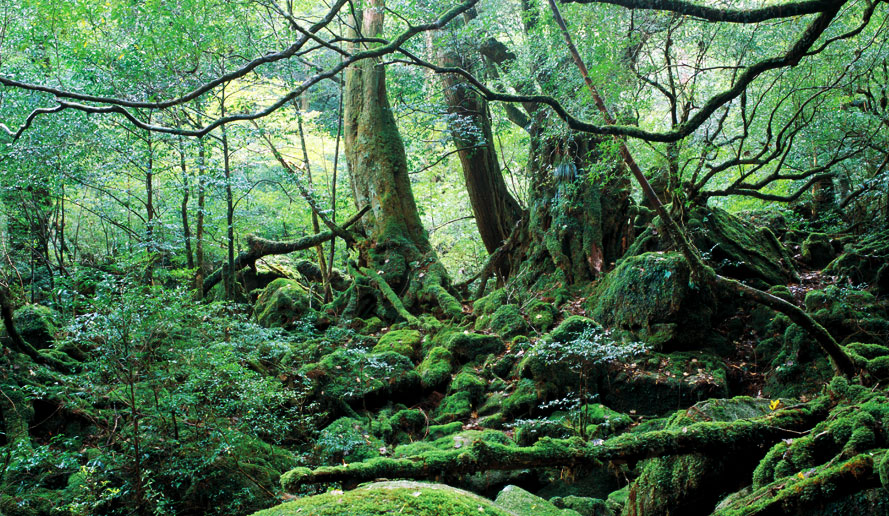 屋久島 日本 世界遺産 阪急交通社