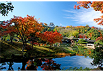 紅葉の玄宮園（彦根市）