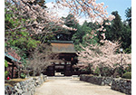 油日神社の桜