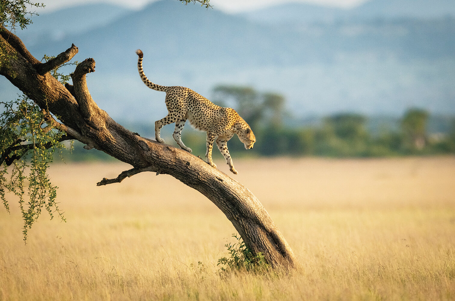Serengeti National Park