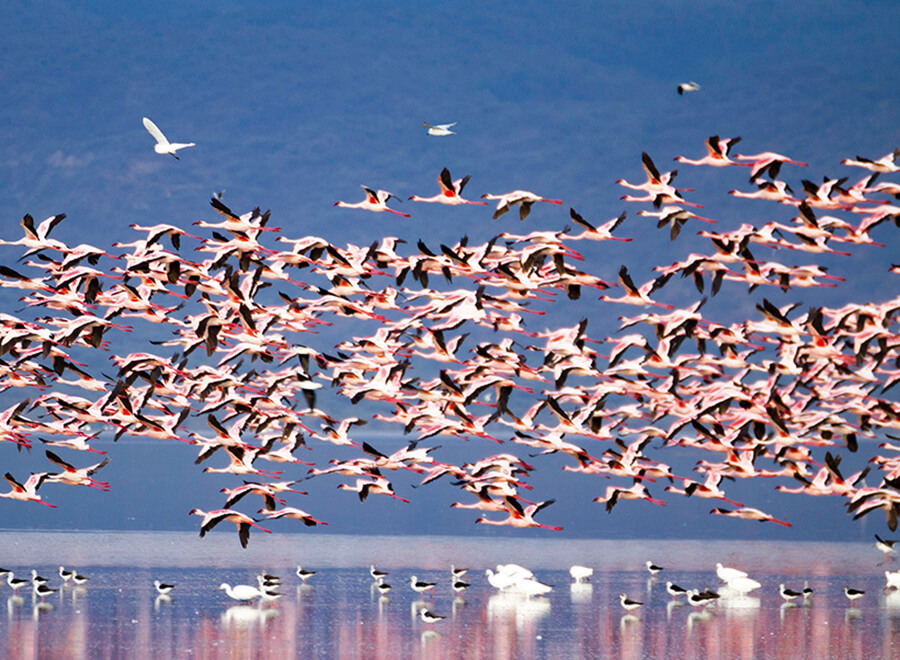 マニャーラ湖国立公園