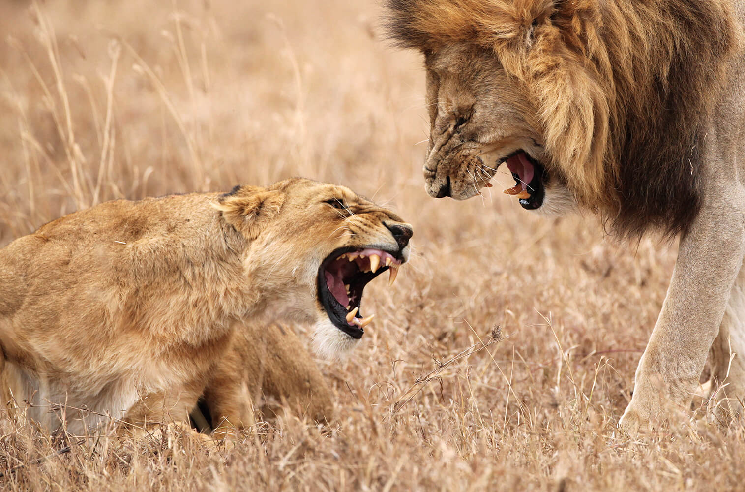 Ngorongoro Conservation Area