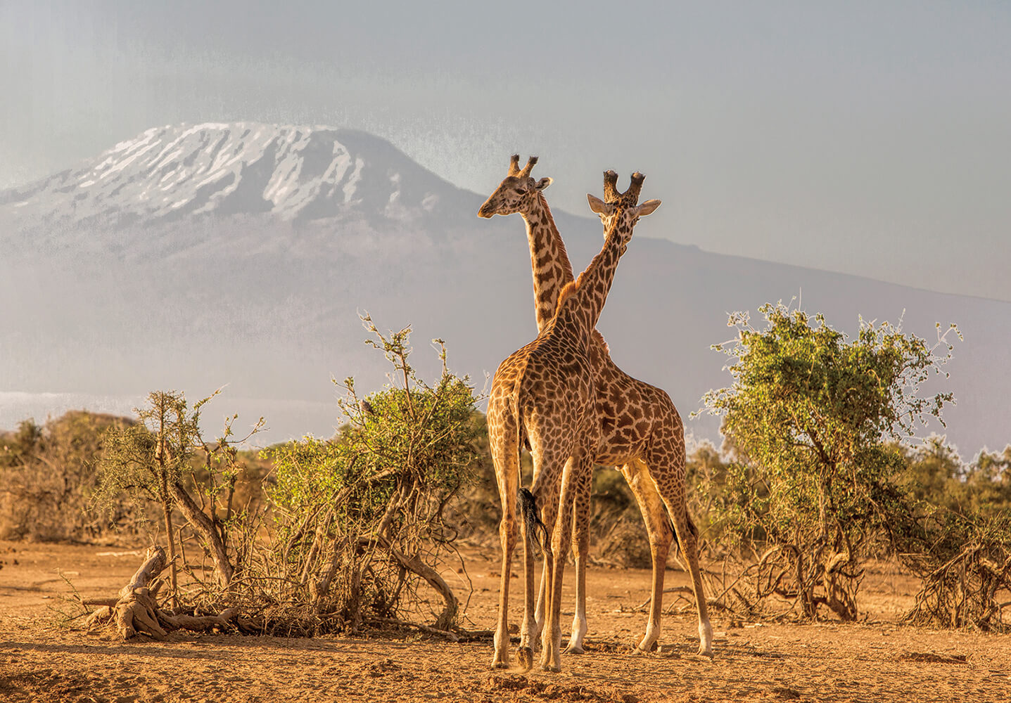 Amboseli National Park