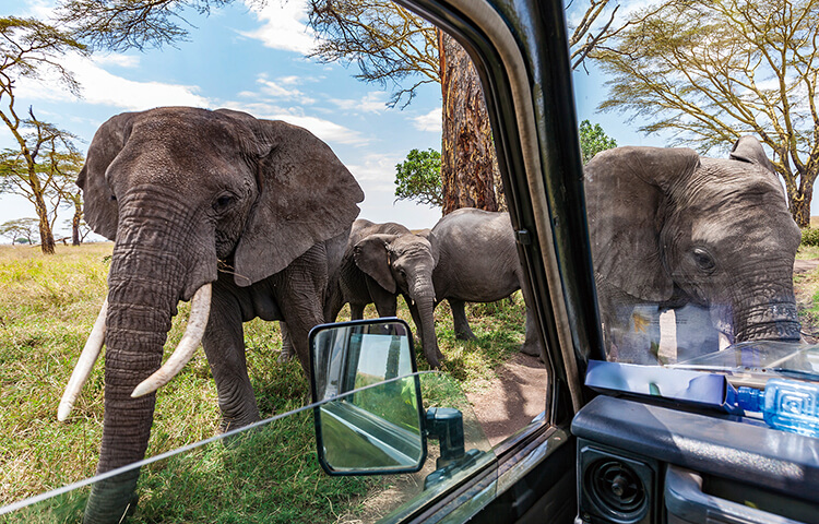74041セール現品限　外国切手　タンザニア発行動物14種揃 74041セール現品限 外国切手 タンザニア発行動物14種揃 74041セール現品限