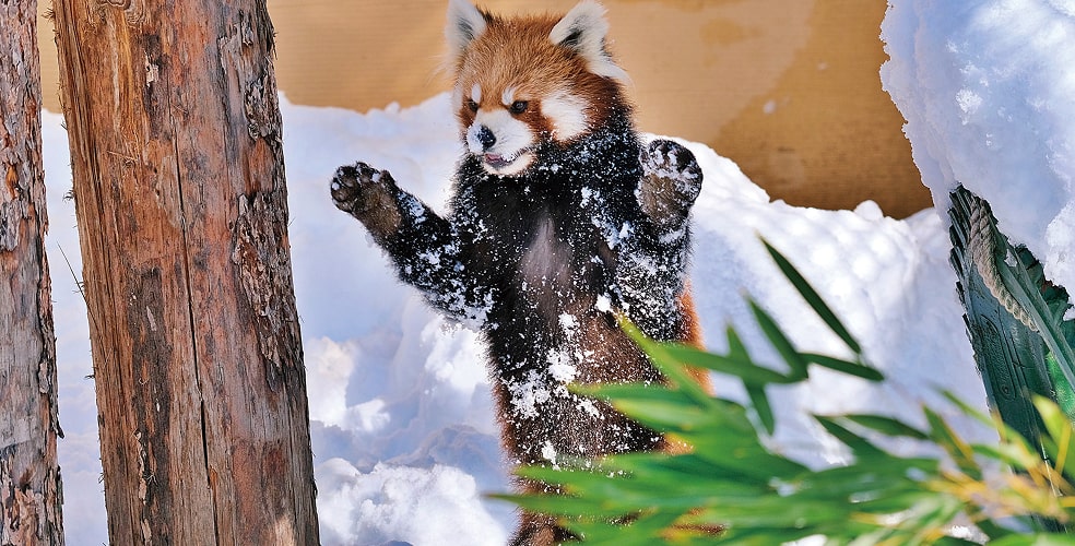 旭川の観光情報