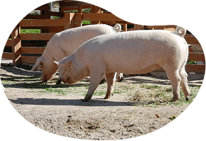 こども牧場・動物ふれあい　イメージ