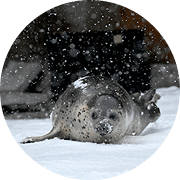 ゴマフアザラシ