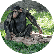 チンパンジー