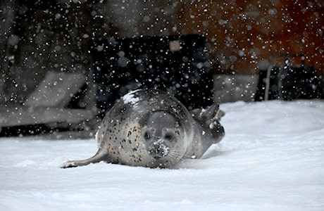 ゴマフアザラシ