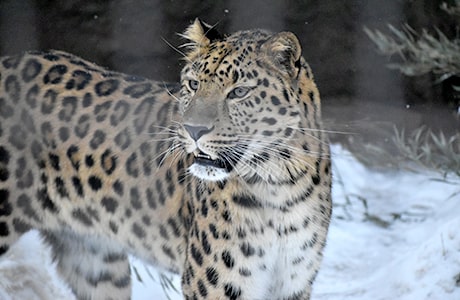 アムールヒョウ