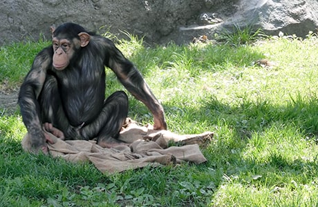 チンパンジー