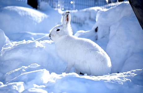 エゾユキウサギ