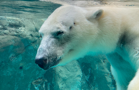 ほっきょくぐま館